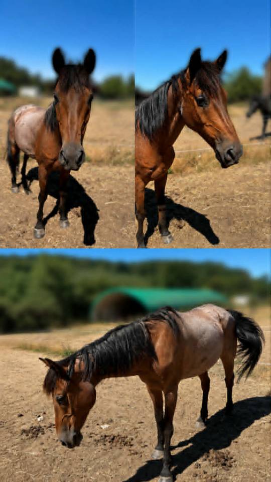 Cheval DSA 17 ans