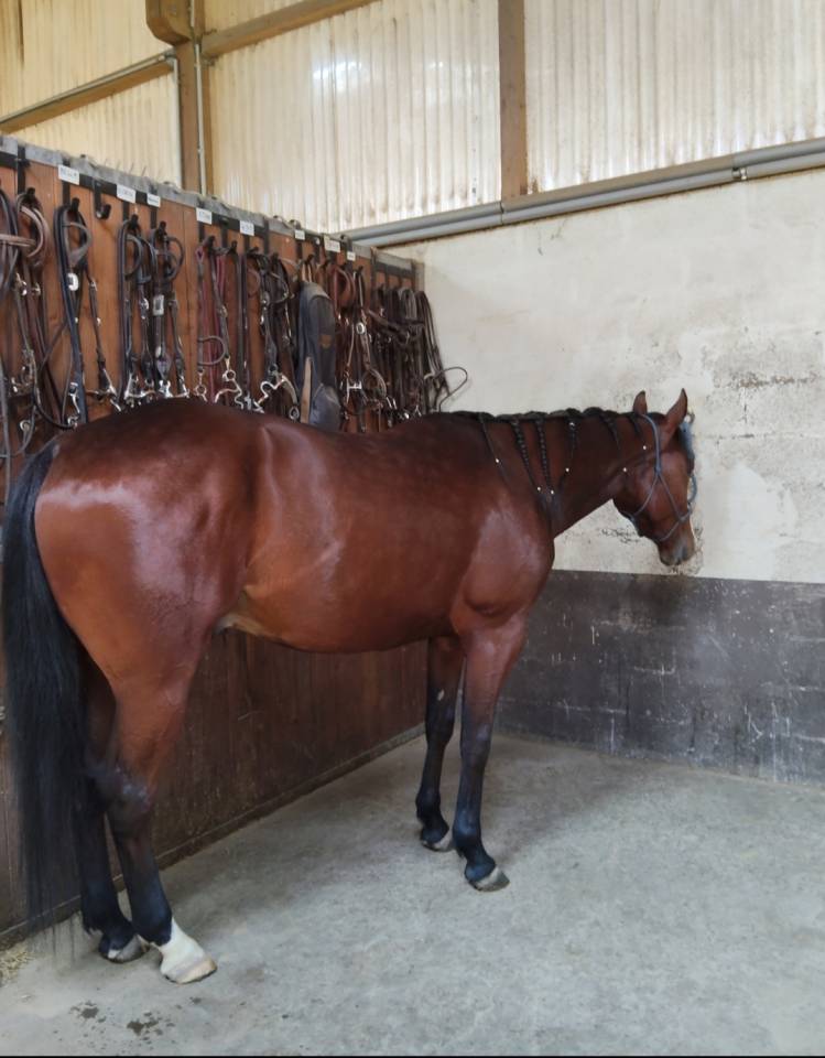 QH 4 ans 