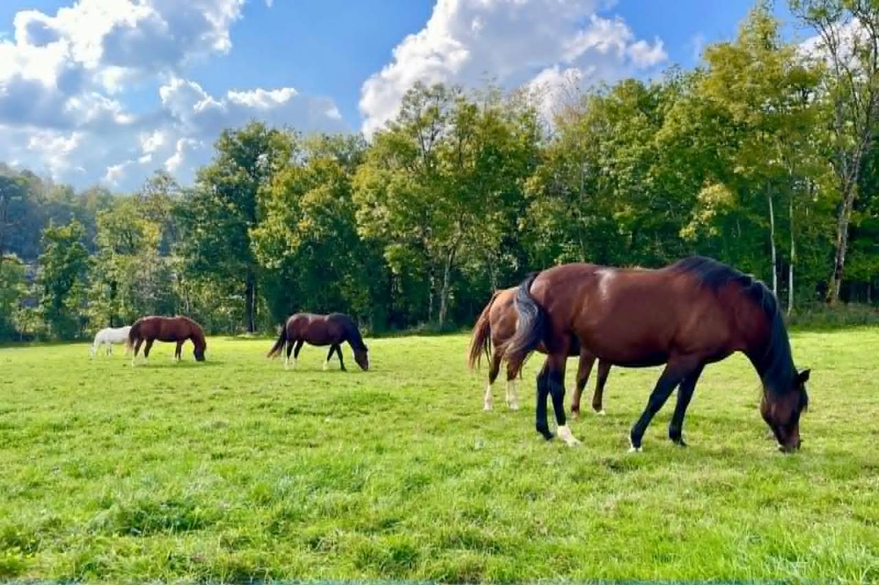 Pension chevaux