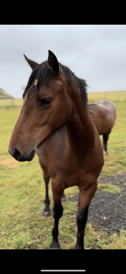 Vente ponette de 2 ans 