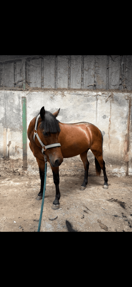 Vente ponette de 2 ans 