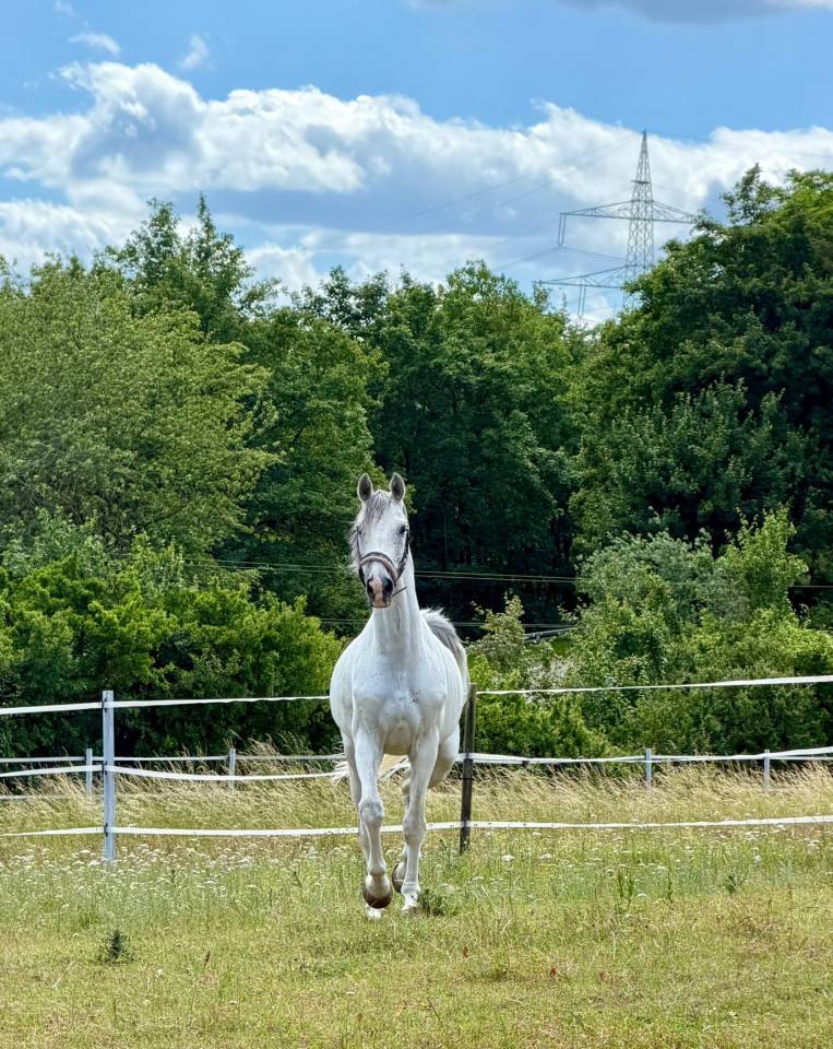 !**OCCASION**! Magnifique cheval de sport de CSO 120