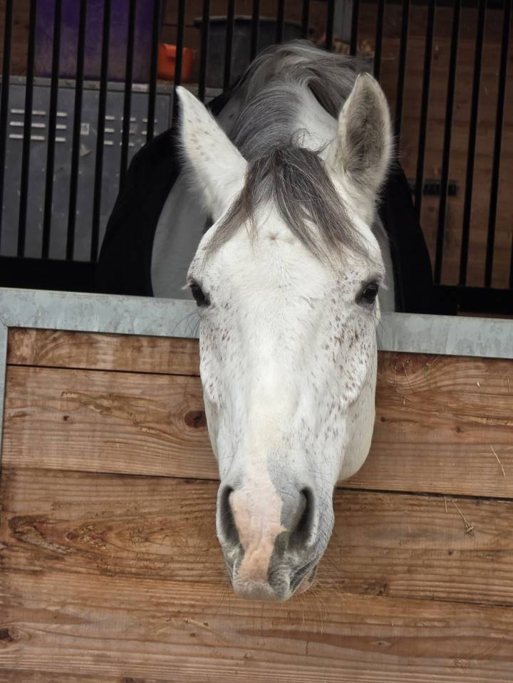 !**OCCASION**! Magnifique cheval de sport de CSO 120