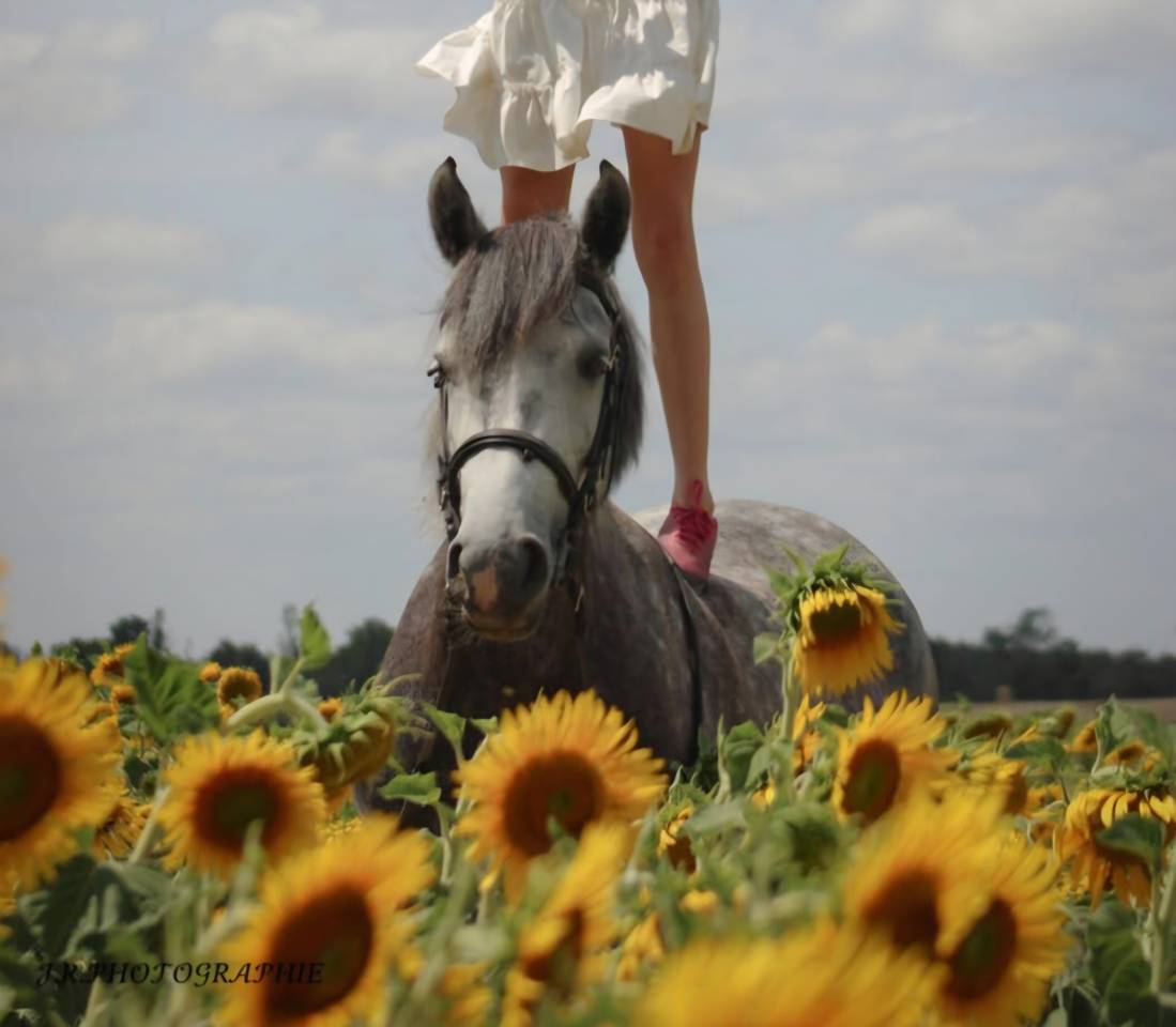 Ponette D connemara 7 ans - Id&eacute;al CCE / CSO / Hunter