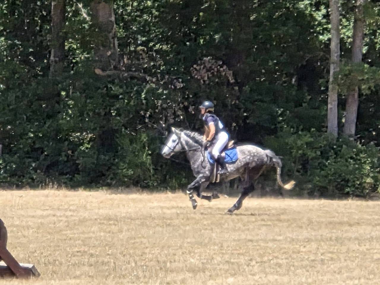 Ponette D connemara 7 ans - Id&eacute;al CCE / CSO / Hunter