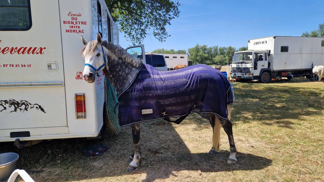 Ponette D connemara 7 ans - Id&eacute;al CCE / CSO / Hunter