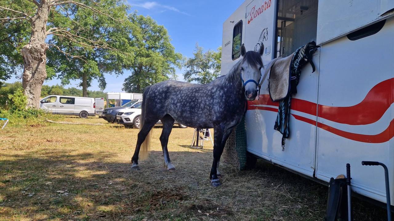 Ponette D connemara 7 ans - Id&eacute;al CCE / CSO / Hunter