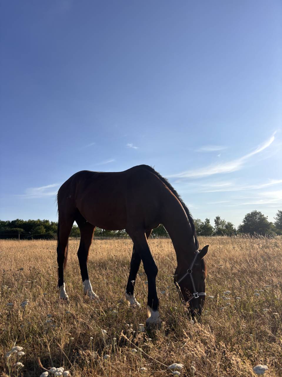 Cheval SF