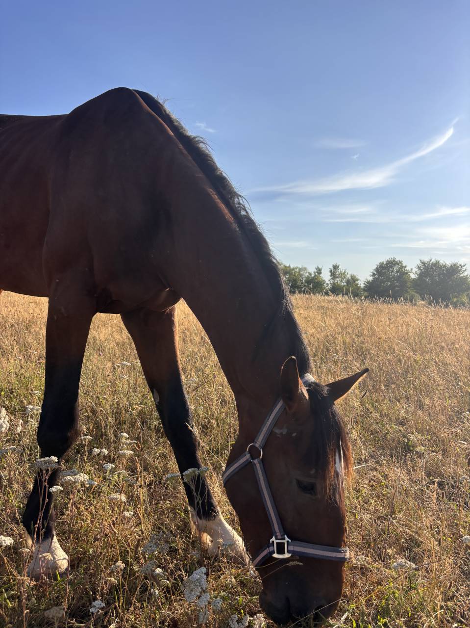 Cheval SF