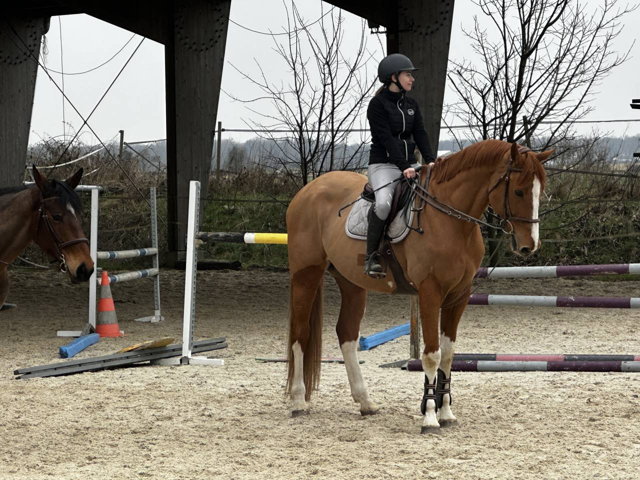 Hongre 11 ans cso 