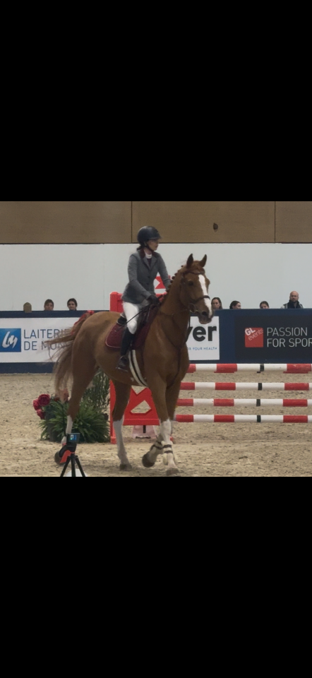 Hongre 11 ans cso 