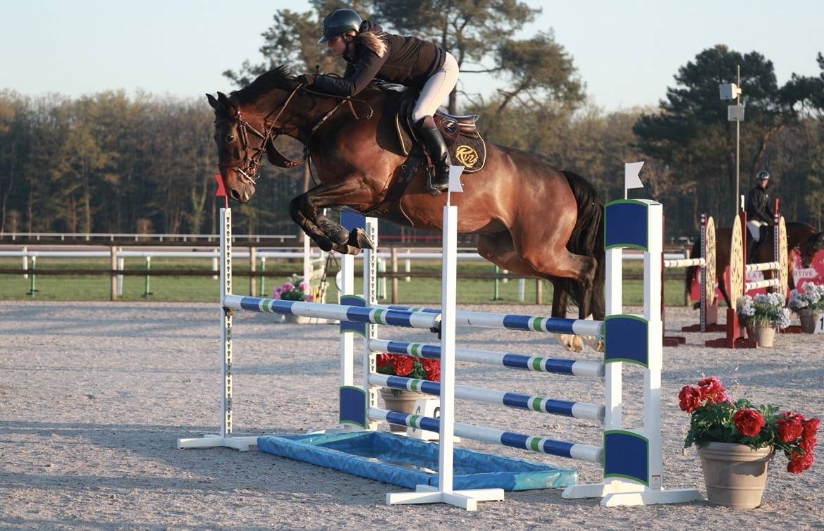 Hongre 7ans pour CSO 