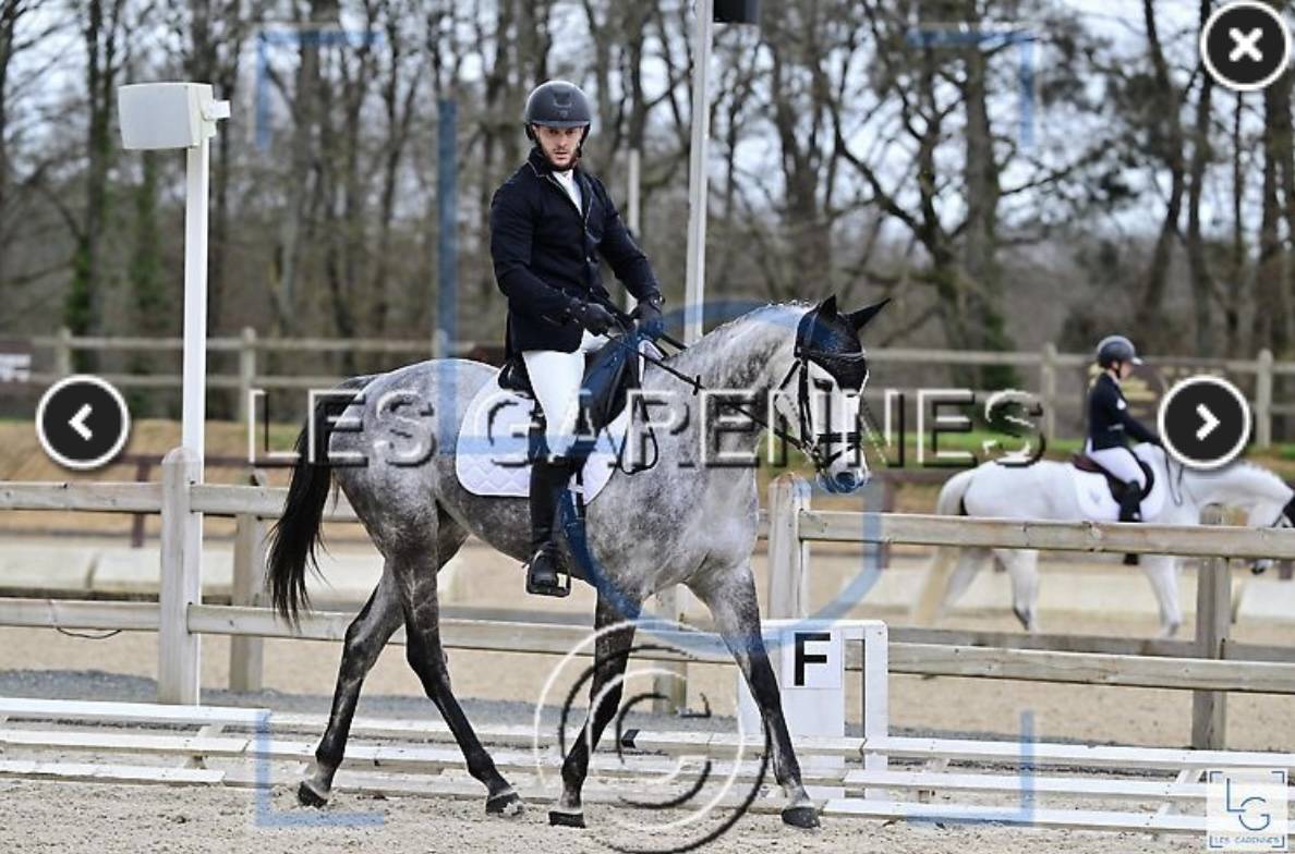 &Agrave; vendre &ndash; Jument Pur-Sang grise de 11 ans &ndash;