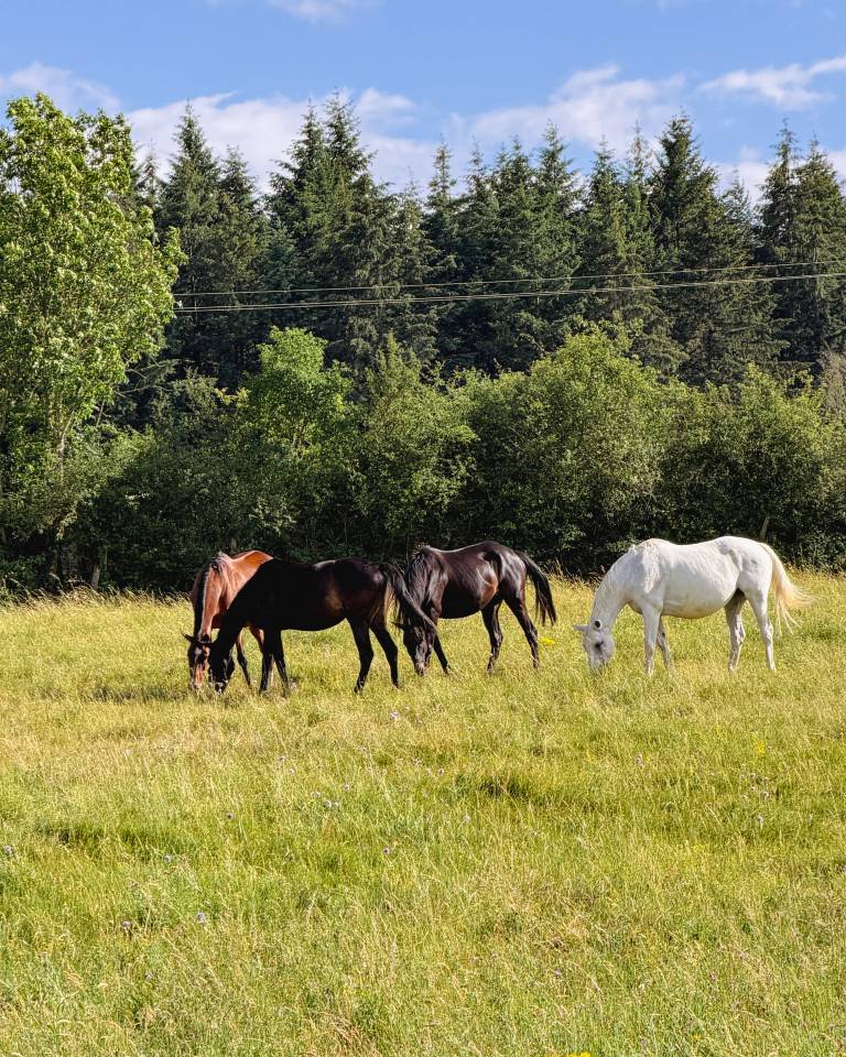 Pension &eacute;levage - Poulini&egrave;res & jeunes chevaux