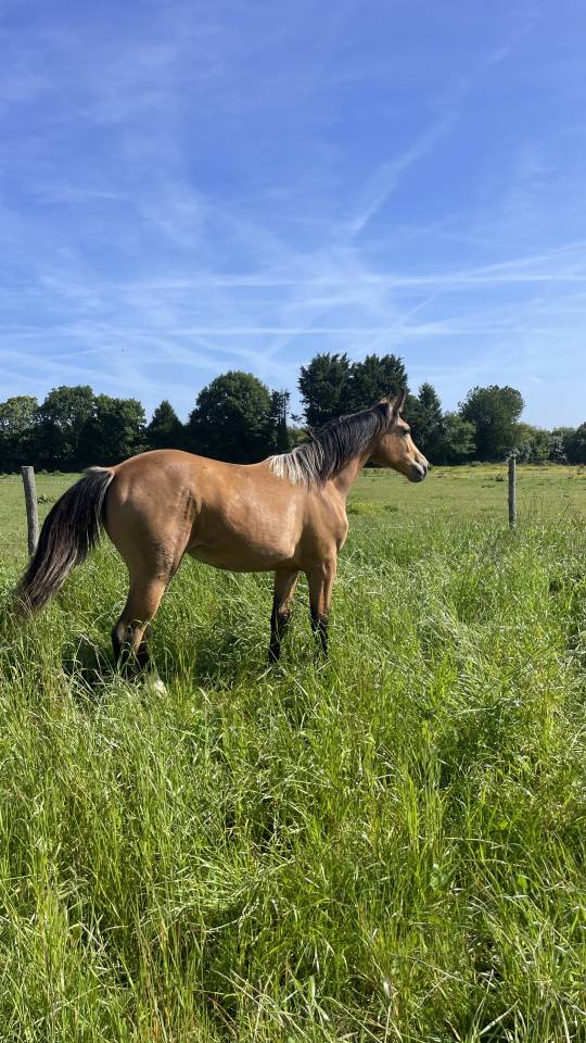 Pouliche SF Isabelle 