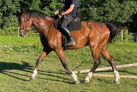 DP adorable cheval, accessible en transports