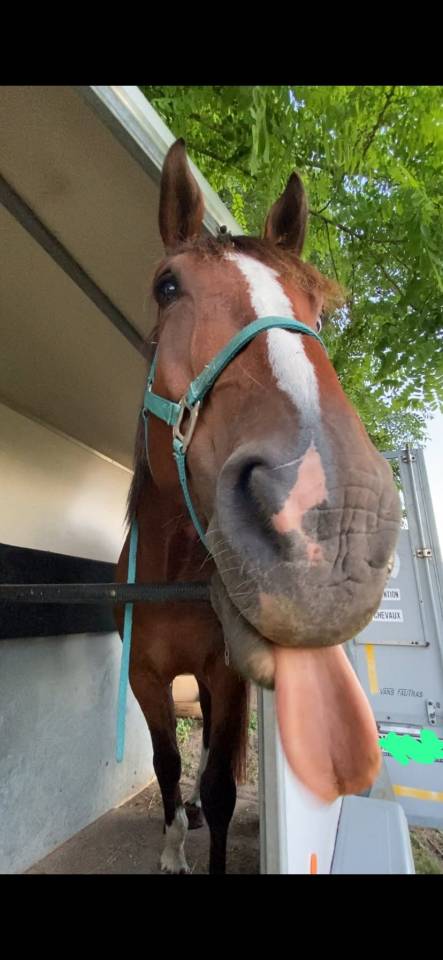 DP adorable cheval, accessible en transports