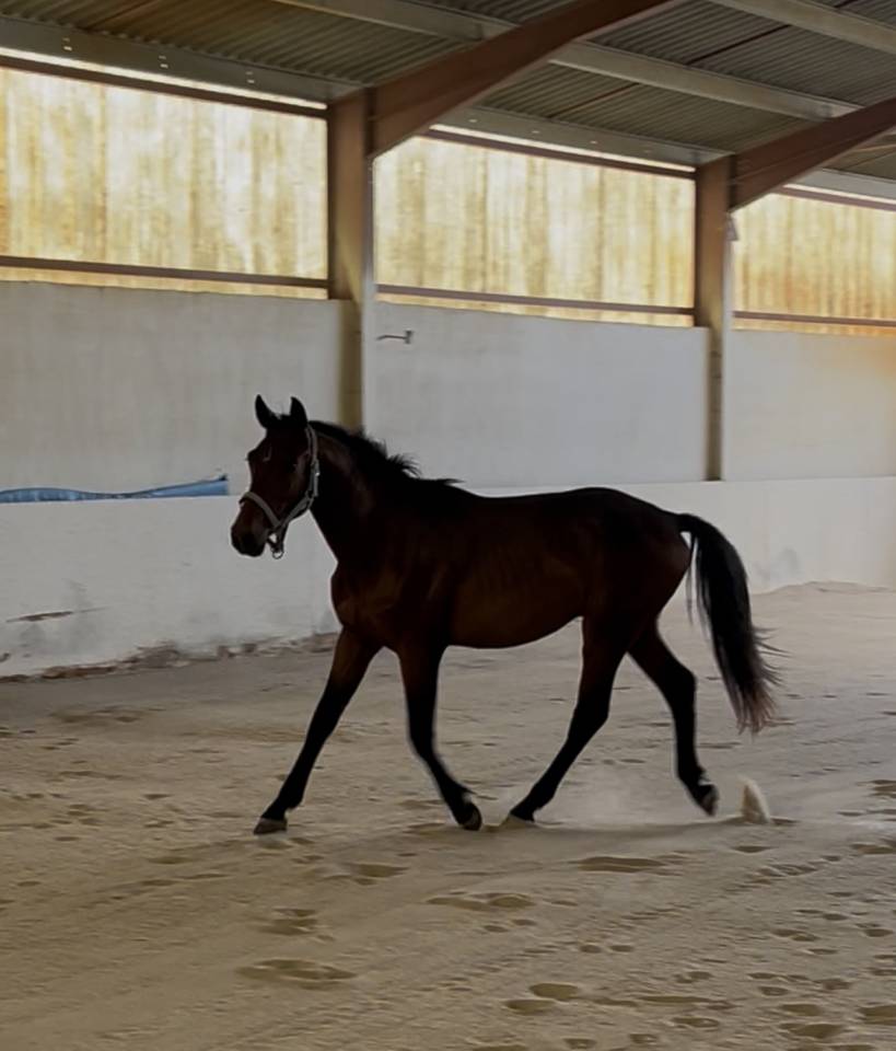 M&acirc;le de 2 ans 
