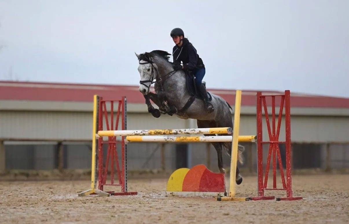 Hongre 6 ans assurance vie pour amateurs 