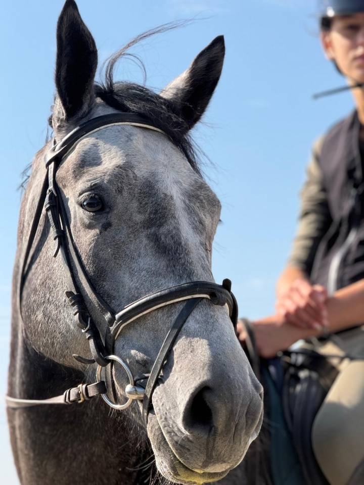 Hongre 6 ans assurance vie pour amateurs 