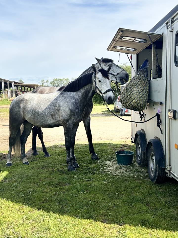 Hongre 6 ans assurance vie pour amateurs 