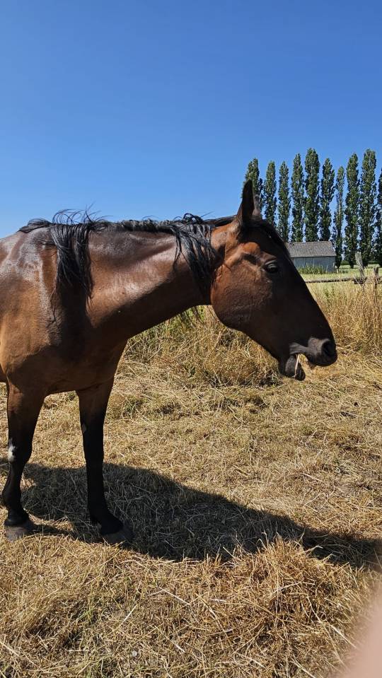 Cheval de loisir 
