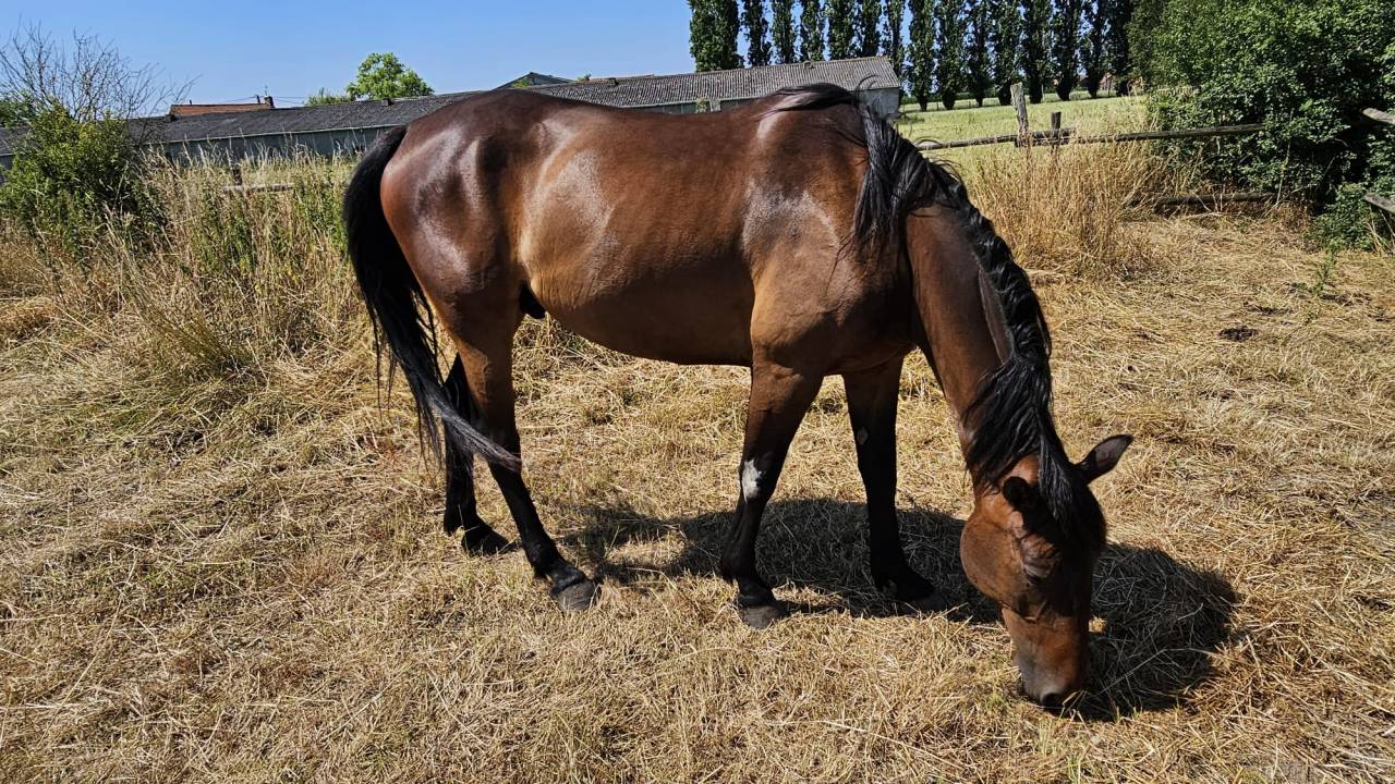 Cheval de loisir 