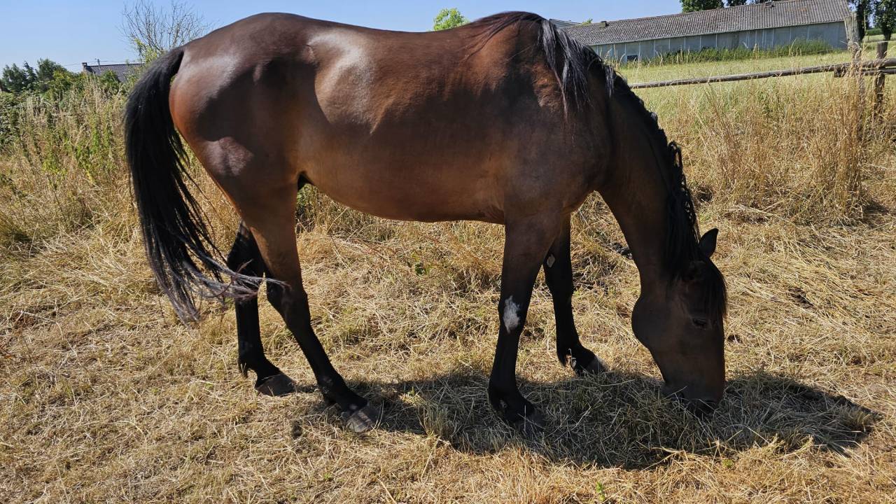 Cheval de loisir 