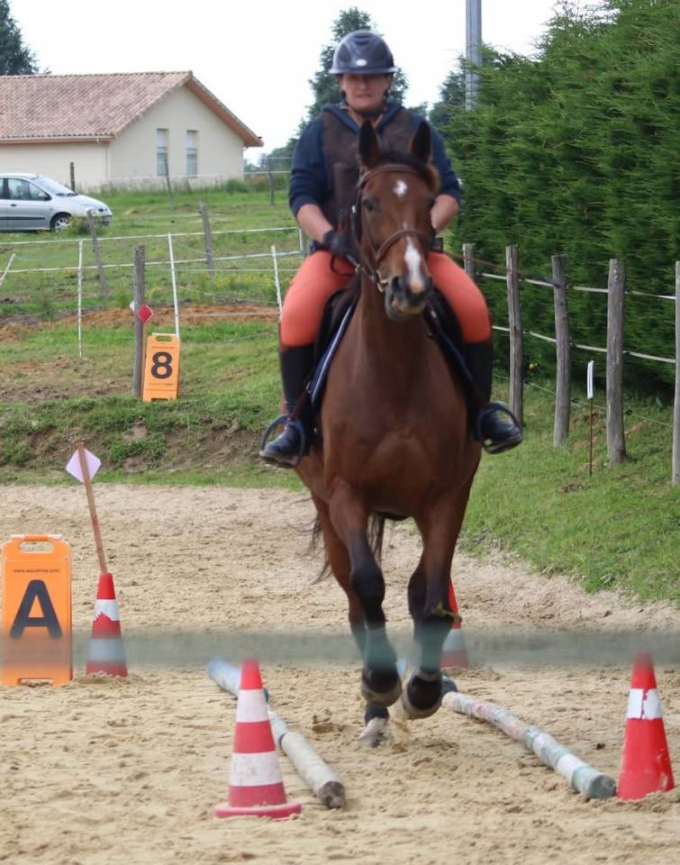 Jolie Jument pour loisir ou poulinage