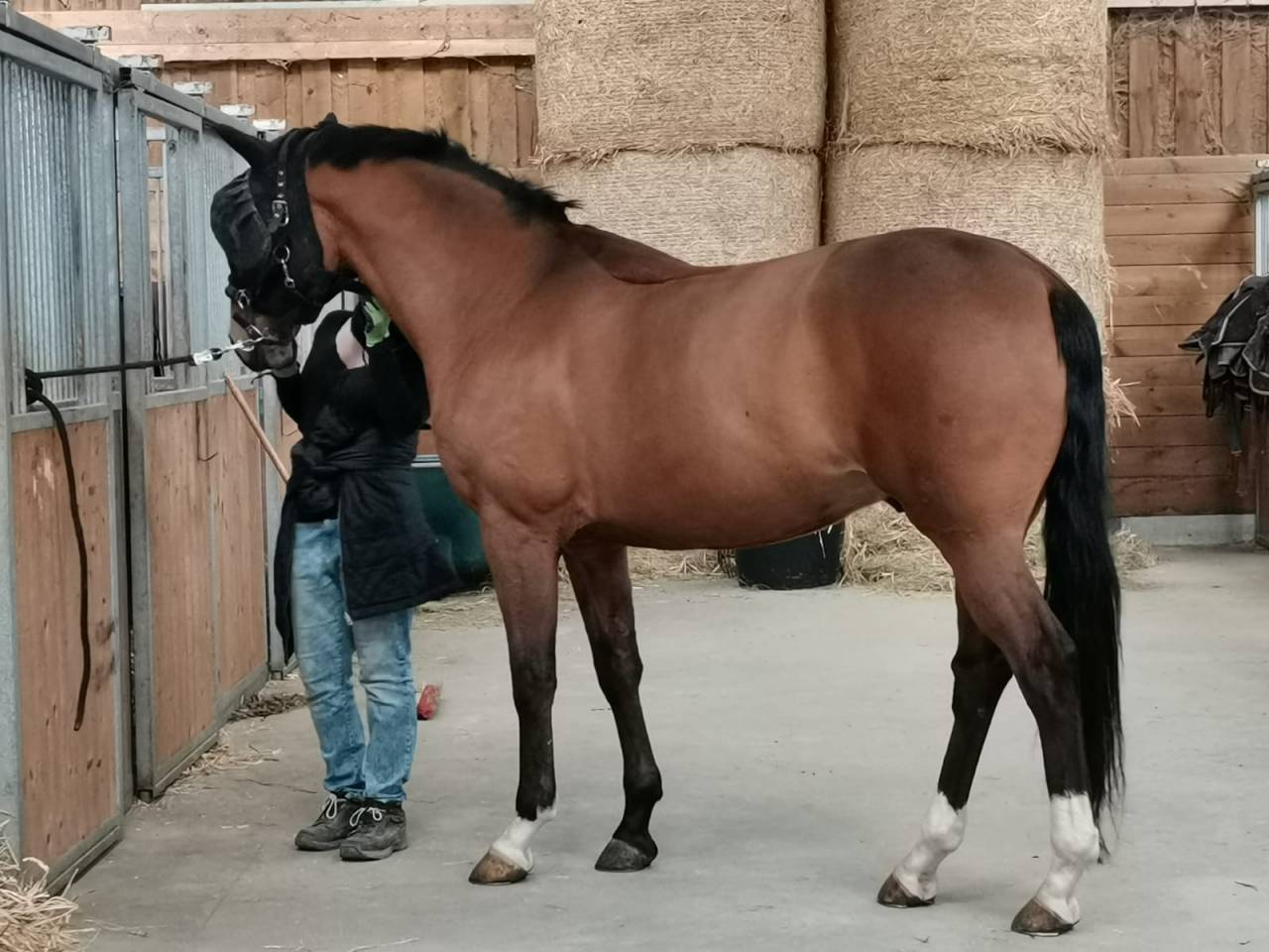 Cheval amateur 