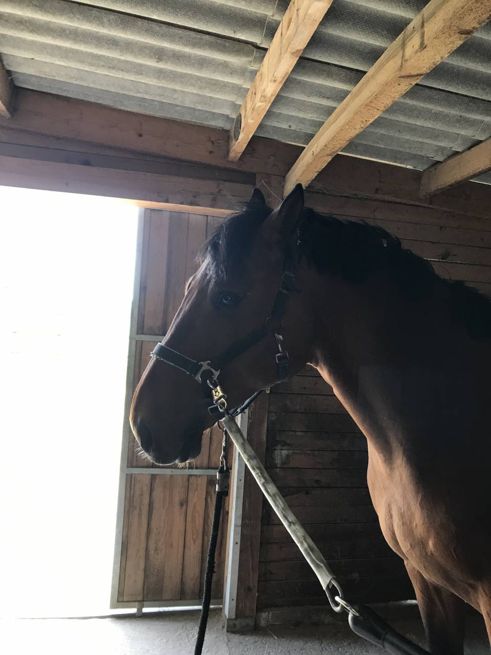 Cheval amateur 