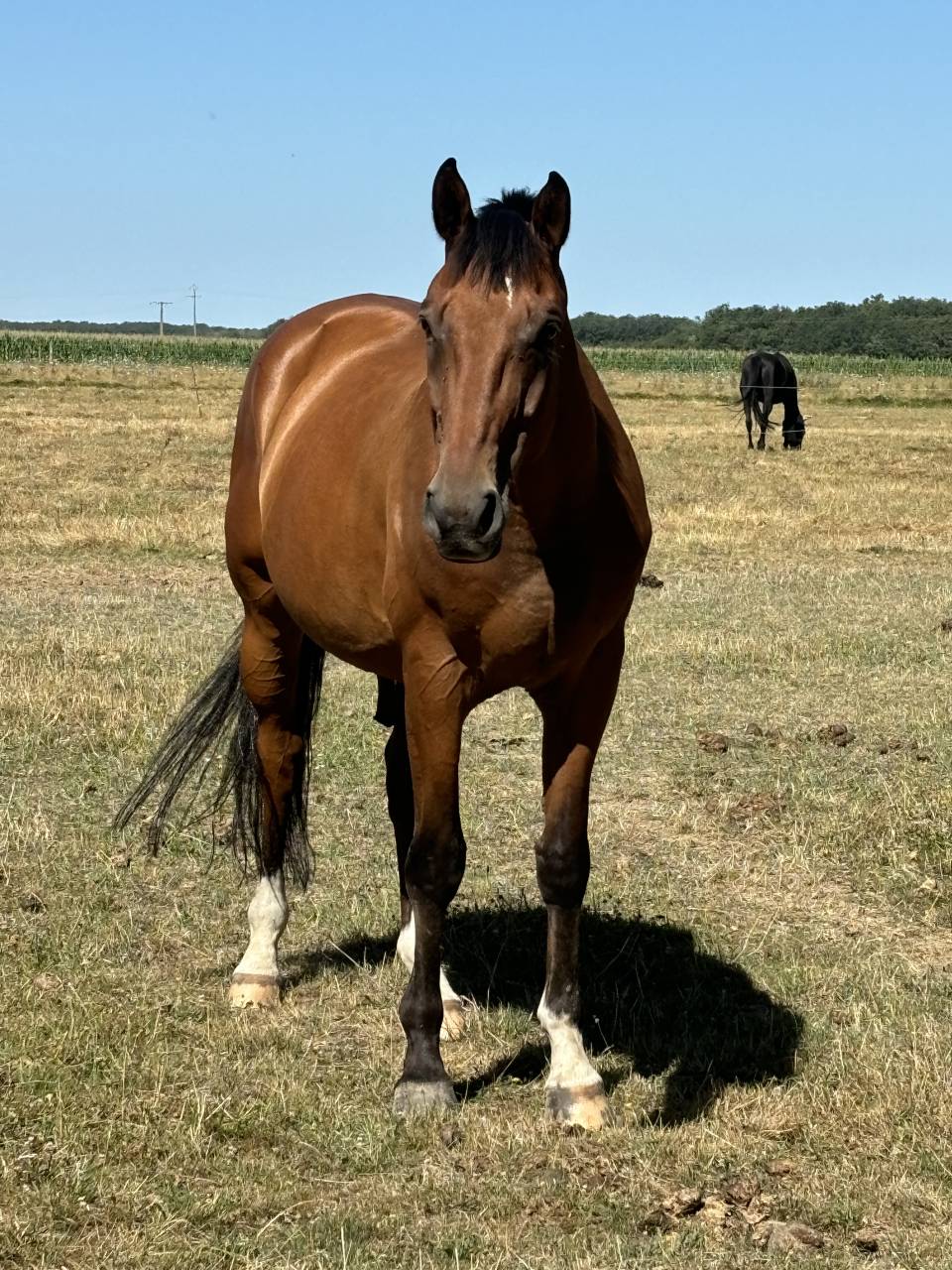 Cheval amateur 