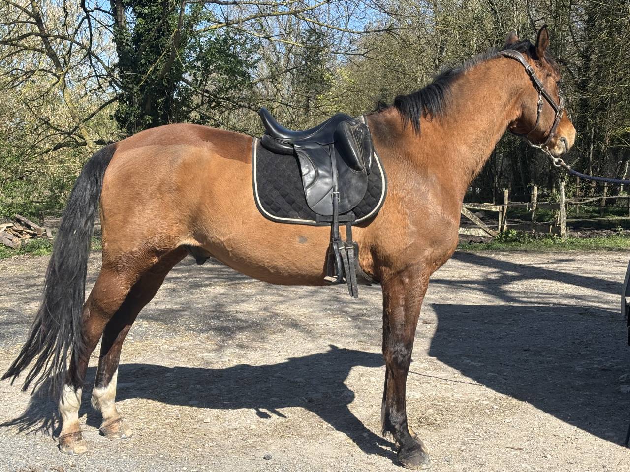 Cheval amateur 