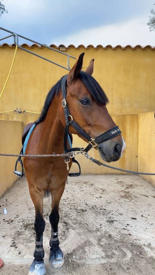 poney de sport &agrave; vendre 