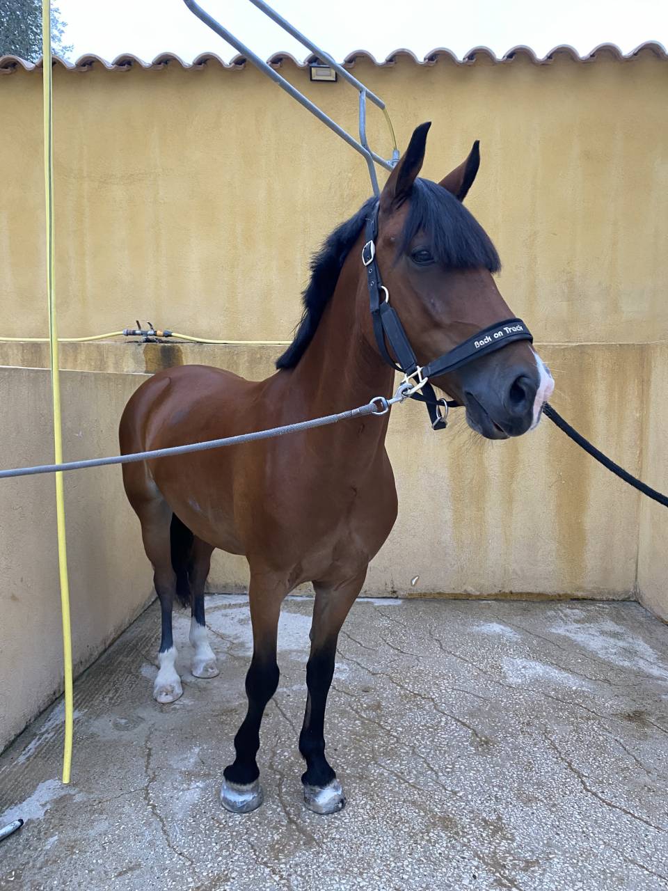 poney de sport &agrave; vendre 
