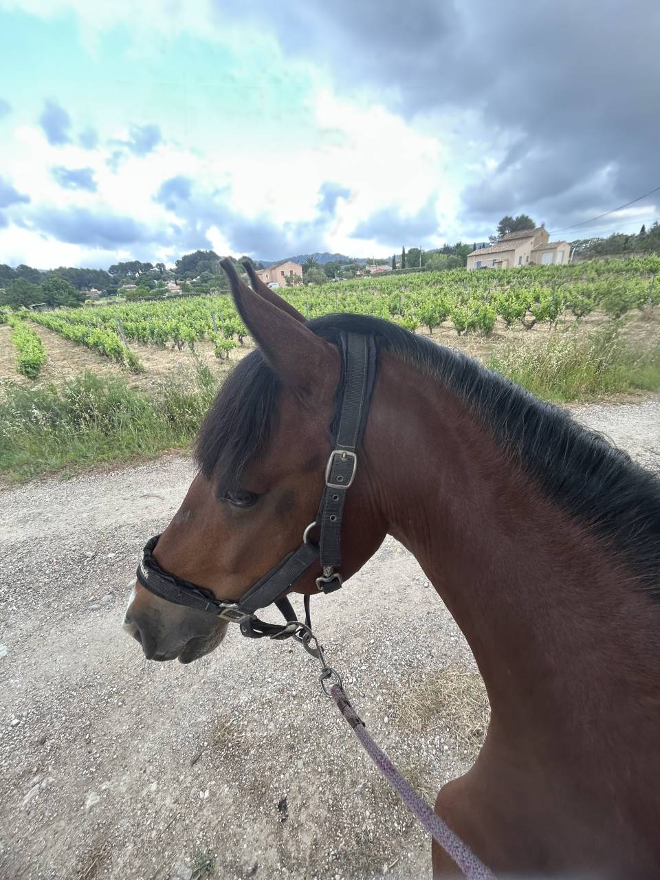poney de sport &agrave; vendre 