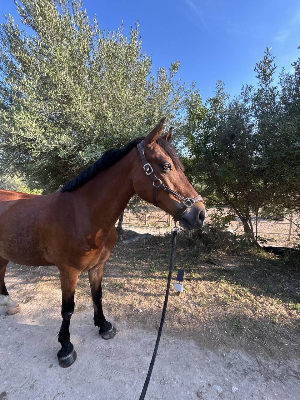 poney de sport &agrave; vendre 
