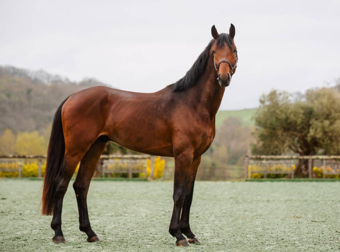 Chevaux loisirs 