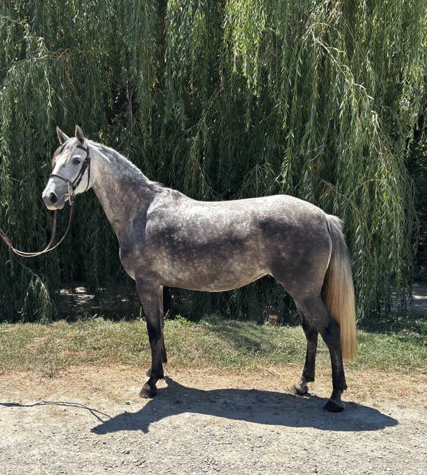 Chevaux loisirs 