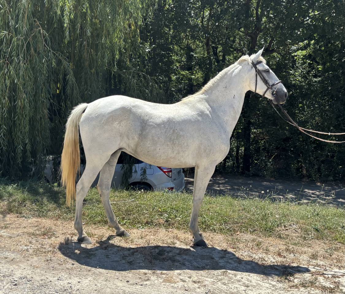Chevaux loisirs 