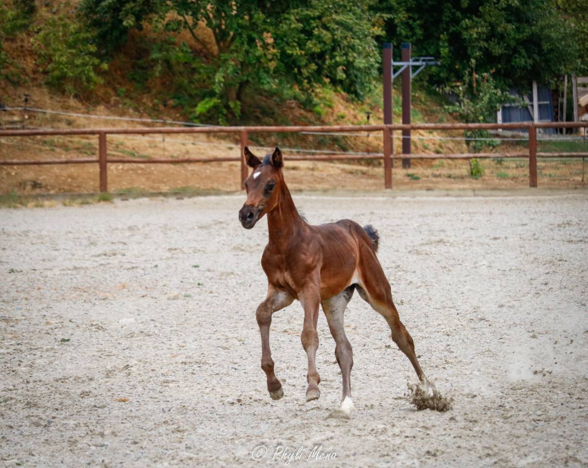 Pouliche Zangersheide avec beaucoup de chic 