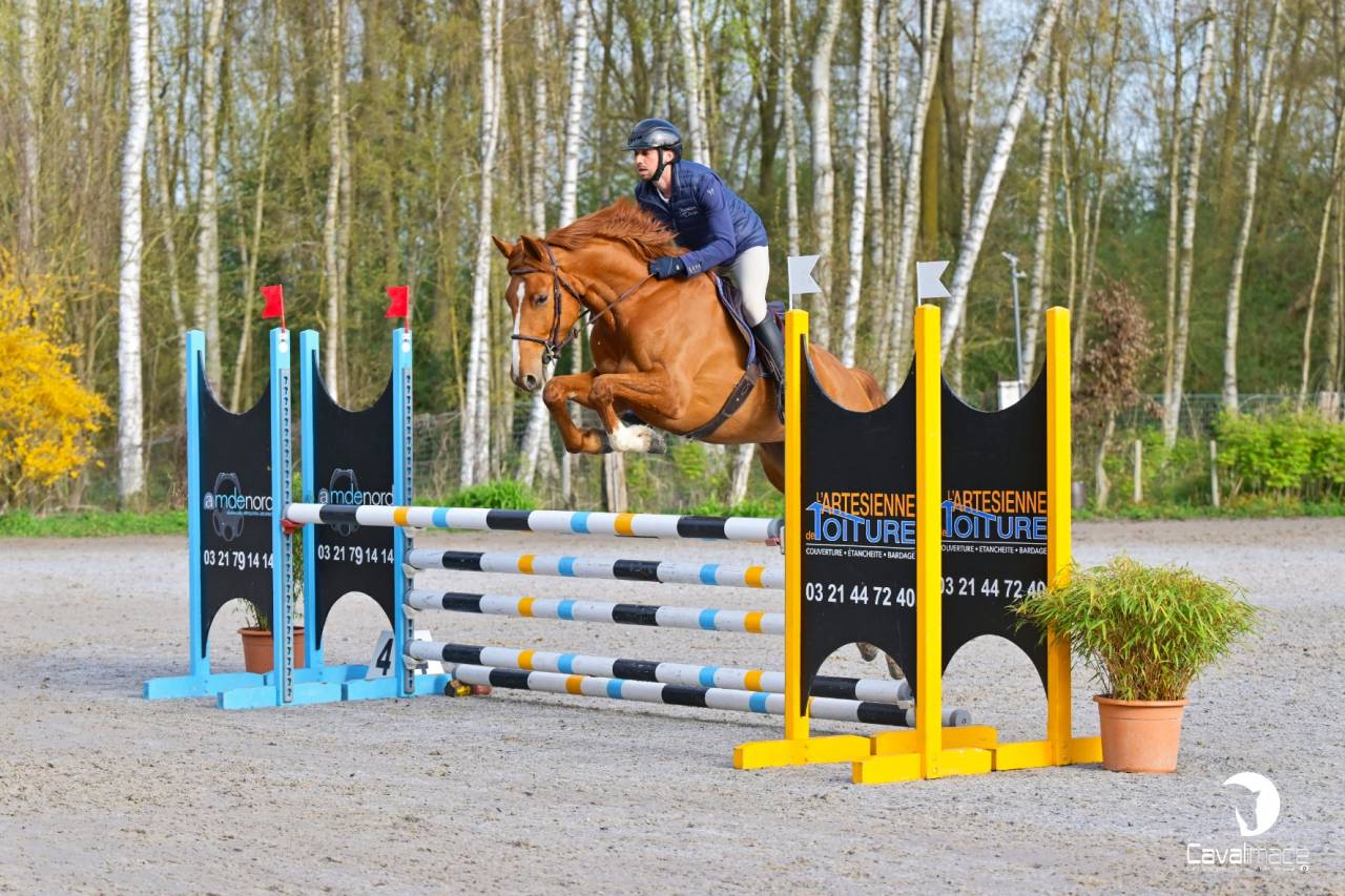 Jument selle fran&ccedil;ais 5 ans