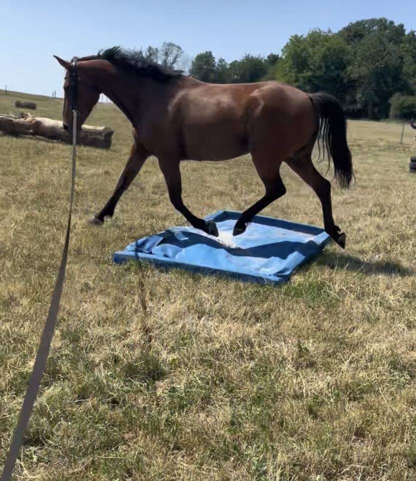Prima, jument 5ans