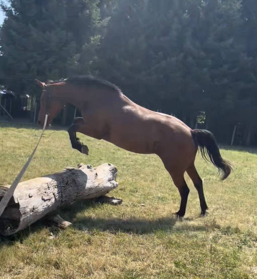Prima, jument 5ans