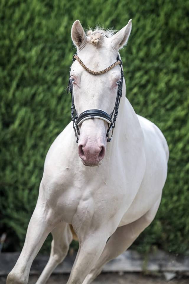 Hongre 4 ans dressage et loisirs 