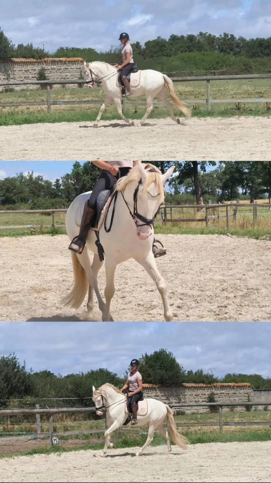 Hongre 4 ans dressage et loisirs 