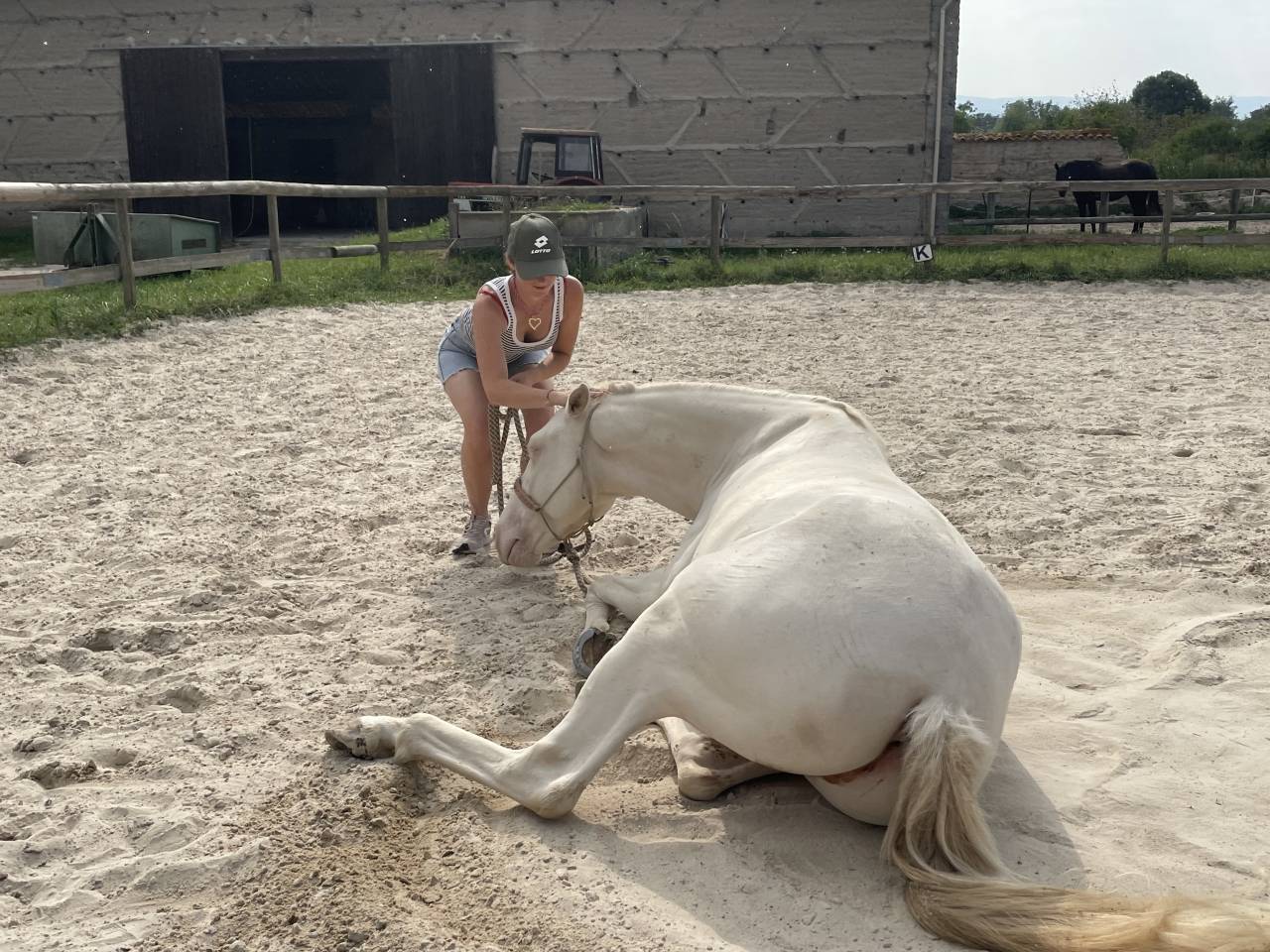Hongre 4 ans dressage et loisirs 