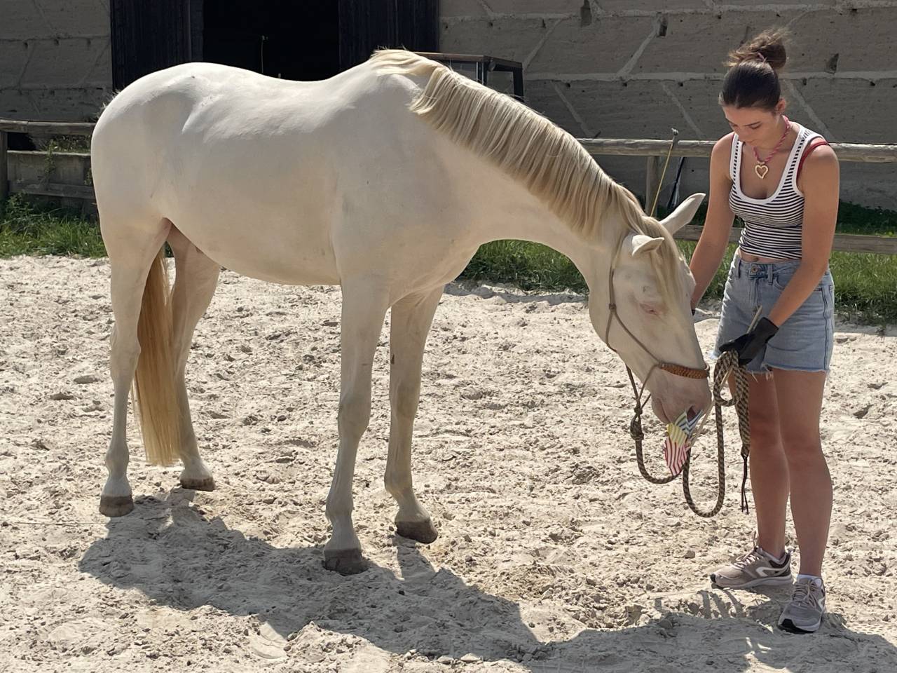 Hongre 4 ans dressage et loisirs 