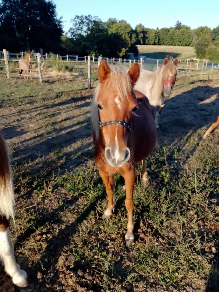 Cheval miniature 