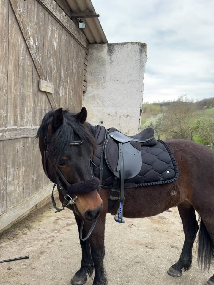 Poney-C-pfs-10ans
